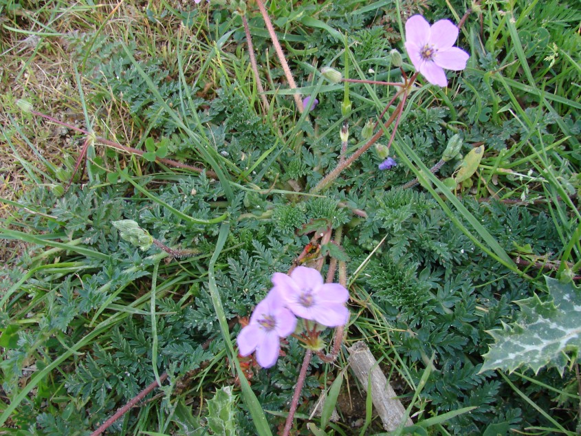 buio totale! - Erodium sp.